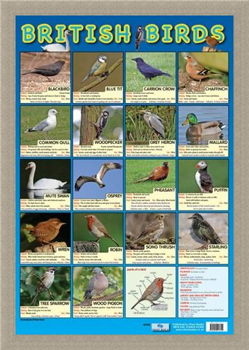 Framed Framed British Birds - Native British Birds
